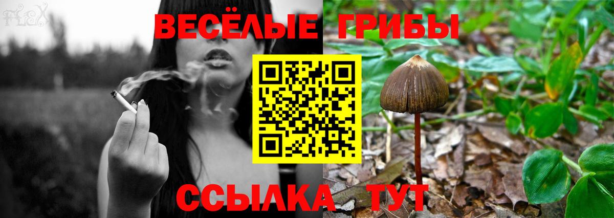 закладки  Псилоцибиновые грибы прущие грибы  Вход с VPN  Качканар  Псилоцибиновые грибы GOLDEN TEACHER 